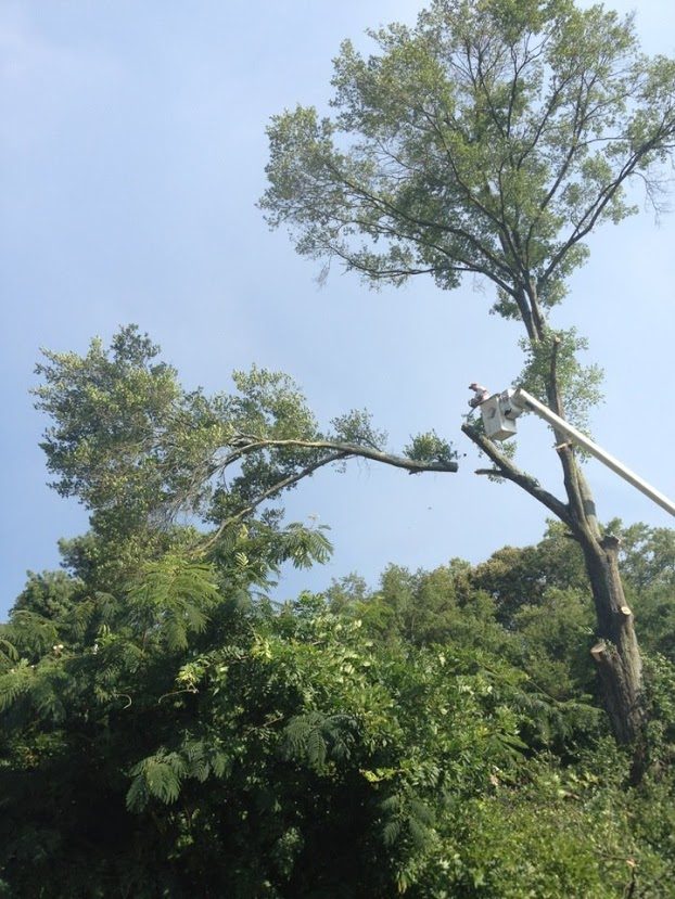 Taking down a tree limb by limb